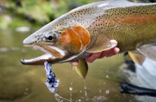 Fly Fishing For Big Trout: Mouse Flies