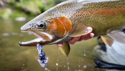 Fly Fishing For Big Trout: Mouse Flies