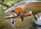 Fly Fishing For Big Trout: Mouse Flies