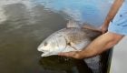 Fly Fishing for Redfish in Texas