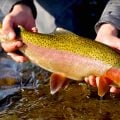 Fly Fishing a Run: 1 or 2 Nymphs?