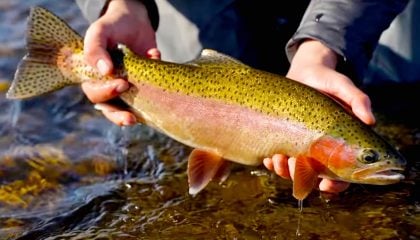 Fly Fishing a Run: 1 or 2 Nymphs?