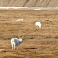 Arctic Tundra Now Source of Carbon Dioxide Emissions