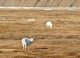 Arctic Tundra Now Source of Carbon Dioxide Emissions