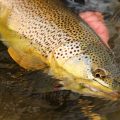 The Giant Brown Trout of Lake Ontario