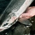 Could You Accidentally Be Killing Steelhead?