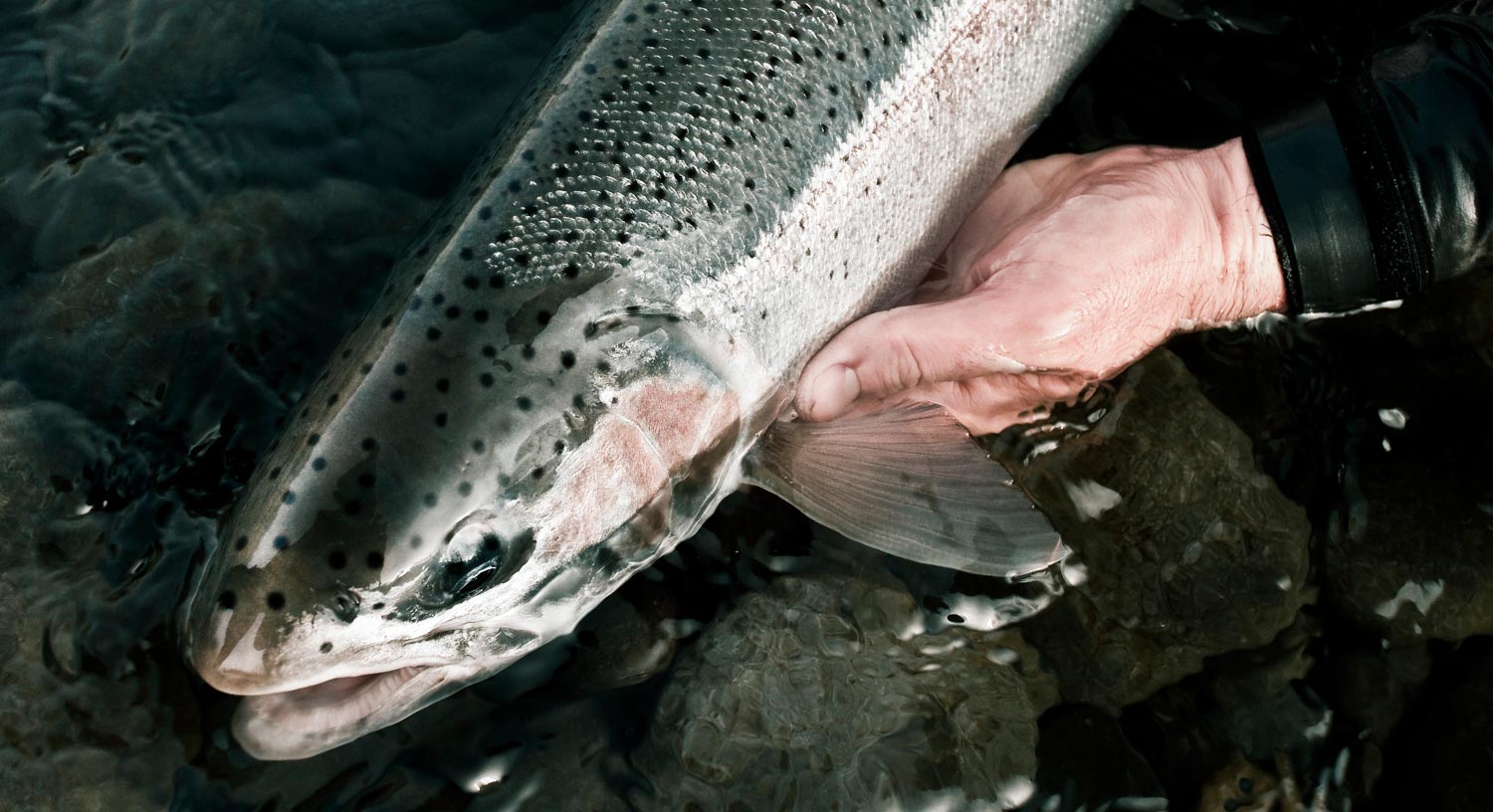 Could You Accidentally Be Killing Steelhead?