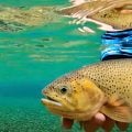 Clear Water Cutthroat Trout Fly Fishing