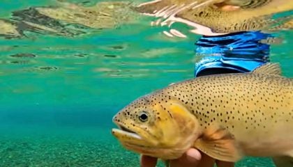 Clear Water Cutthroat Trout Fly Fishing