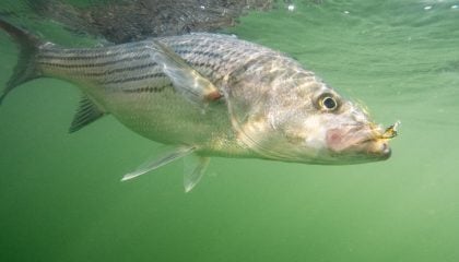 Empty Waters: Reflections on a Diminishing Striped Bass Fishery