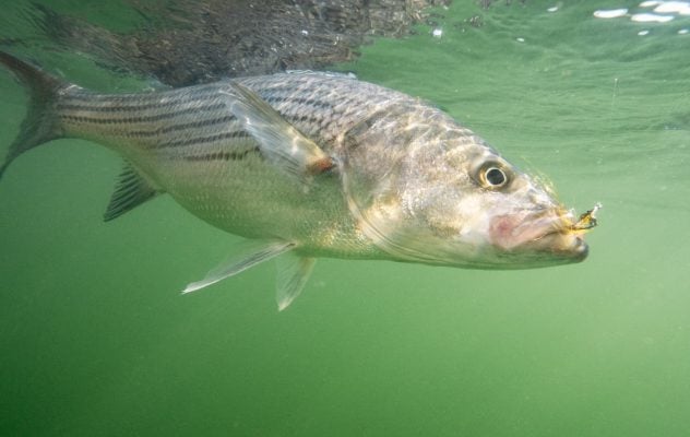 Empty Waters: Reflections on a Diminishing Striped Bass Fishery