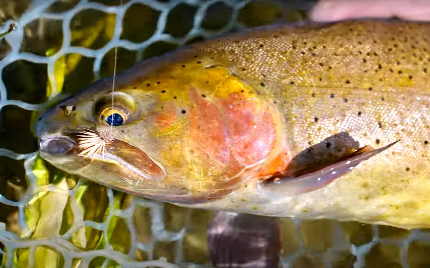 How To Match the Hatch with Mayflies