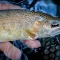 Catching the Rarest Trout in the USA