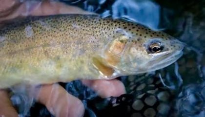 Catching the Rarest Trout in the USA