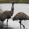 Tying With Emu Feathers