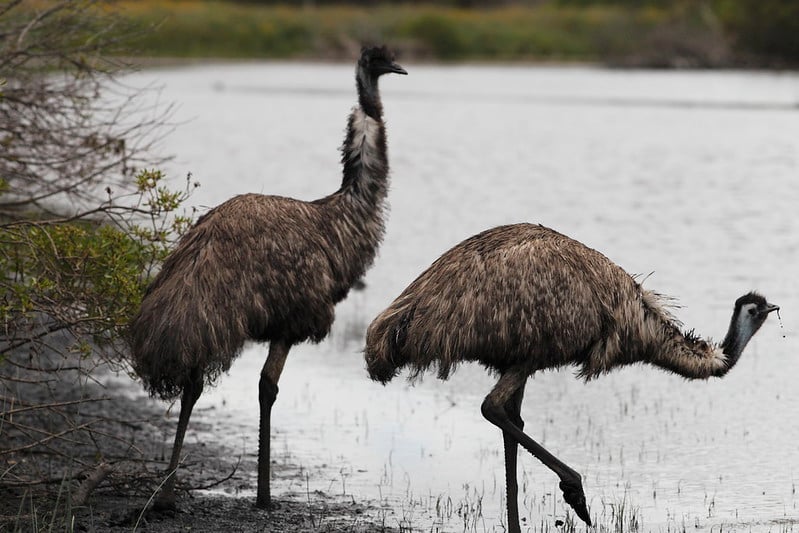 Tying With Emu Feathers