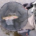 How to Find Trout in Winter: A Guide to Cold-Weather Success