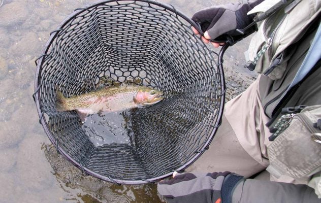 How to Find Trout in Winter: A Guide to Cold-Weather Success