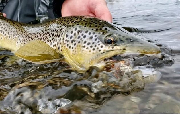 Frozen Meats: How to Fish Winter Streamers