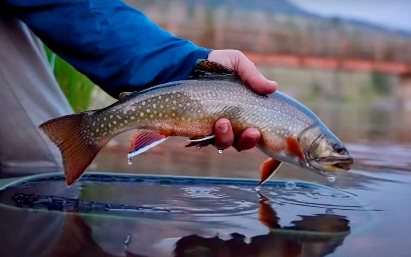 There Are No Rules In Fly Fishing