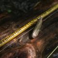 Redington Debuts EDC Fly Rod Series