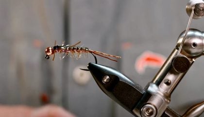 Stonefly Euro-Nymph: Devin Olsen's Straggle Stone