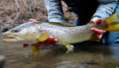 Streamer Fly Fishing for Trout