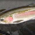 Good News for Winter Steelhead Season in the Pacific Northwest