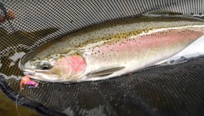 Swinging Flies for Summer Steelhead