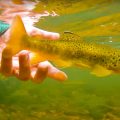 The Future of British Brown Trout