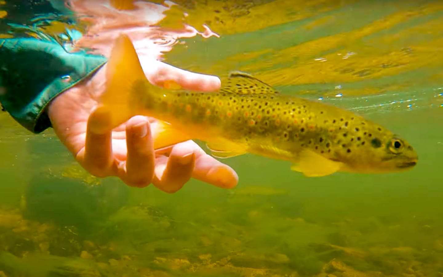 The Future of British Brown Trout