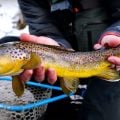 Winter Fly Fishing Small Creeks