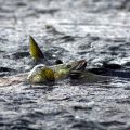 Chum Salmon Bycatch Limit Under Consideration