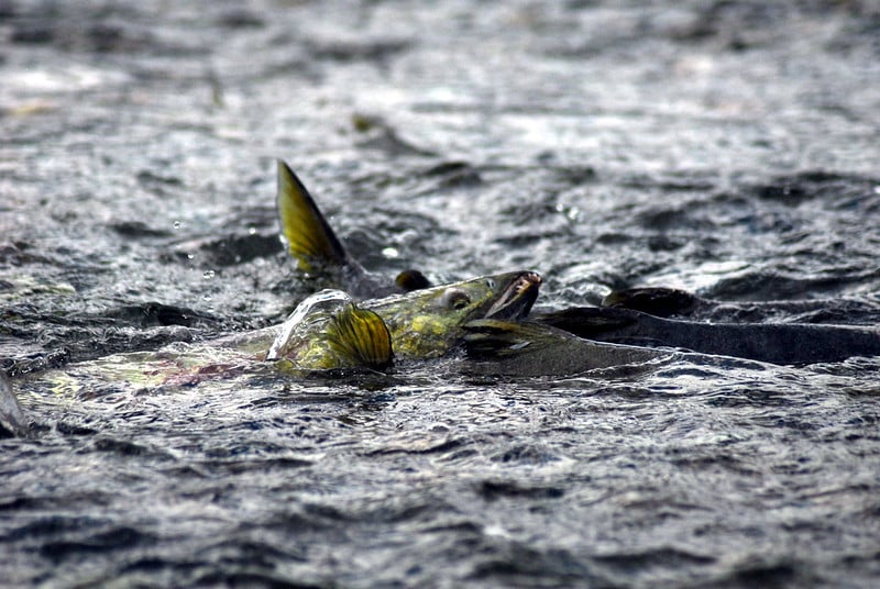 Chum Salmon Bycatch Limit Under Consideration