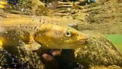 Backcountry Fly Fishing in New Zealand