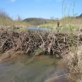 Are Beavers Good or Bad for Trout Streams?