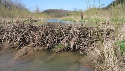 Are Beavers Good or Bad for Trout Streams?