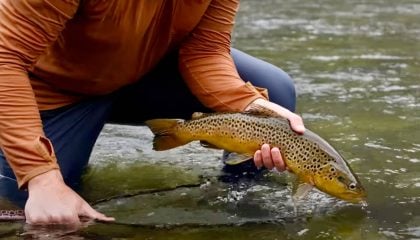 Fly Fishing for Brown Trout: The Ultimate Guide