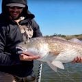 Fly fishing for Bull Redfish and Huge Drum in Louisiana—Catch, Clean, Cook