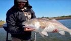 Fly fishing for Bull Redfish and Huge Drum in Louisiana—Catch, Clean, Cook