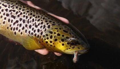 How to Catch Ice-Out Trout on Lakes and Ponds