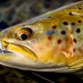 Fly Fishing’s Most Overlooked Flies