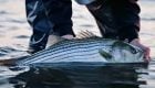 Breaking Tides: East Coast Stripers DIY Fly Fishing