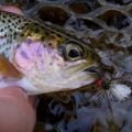 Fly Fishing Helps Idaho Foster Youth