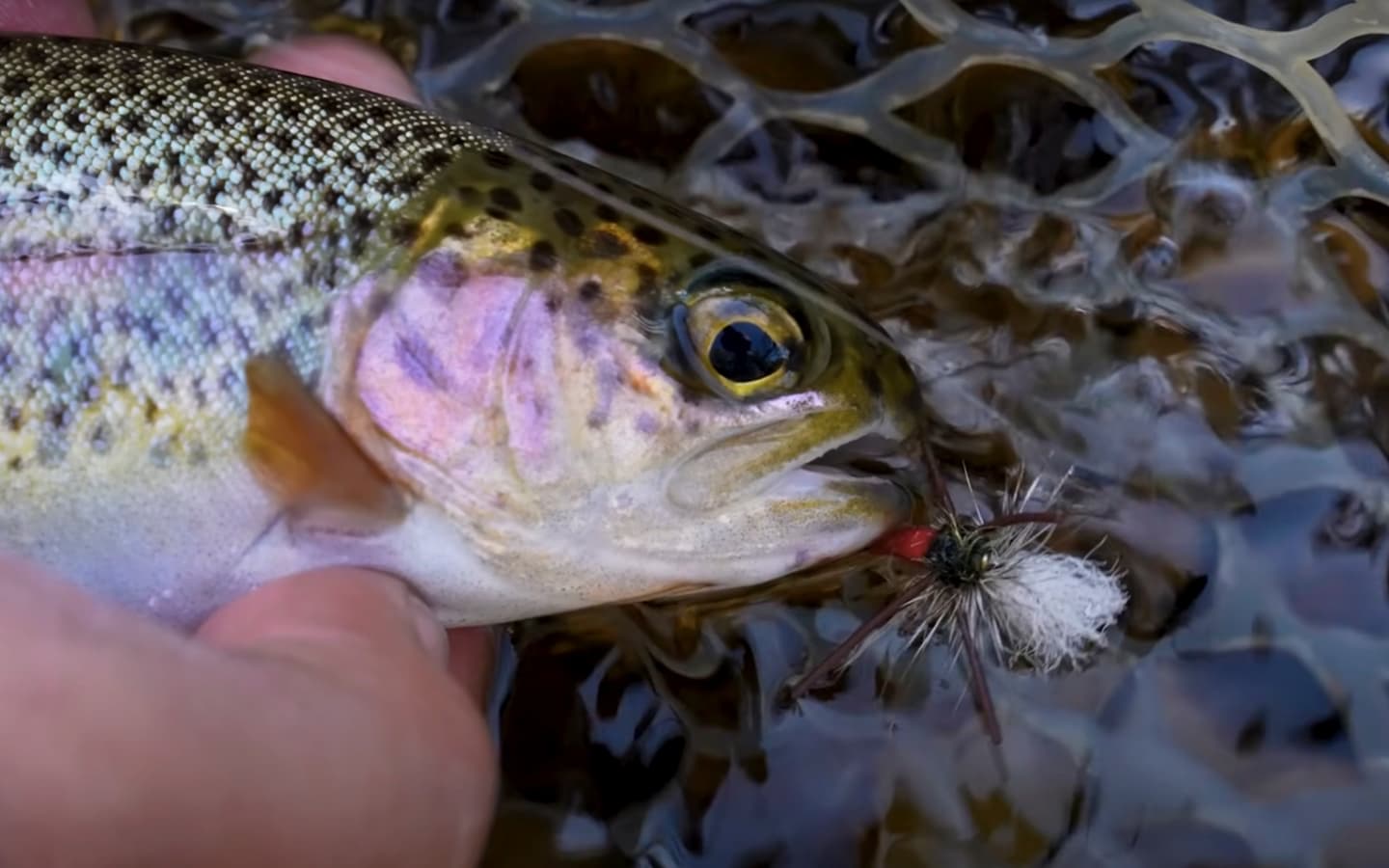 Fly Fishing Helps Idaho Foster Youth