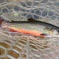 Brook Trout May Be More Adaptable to Climate Change Than Previously Thought