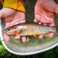 Rare Colorado Cutthroat Subspecies Rebounding from Near Extinction