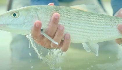 Fly Fishing the Secret Bay