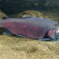 Coho Salmon Returning to California&#8217;s Mendocito County