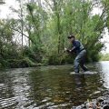 Ask MidCurrent: How Close Can I Get to a Rising Trout?